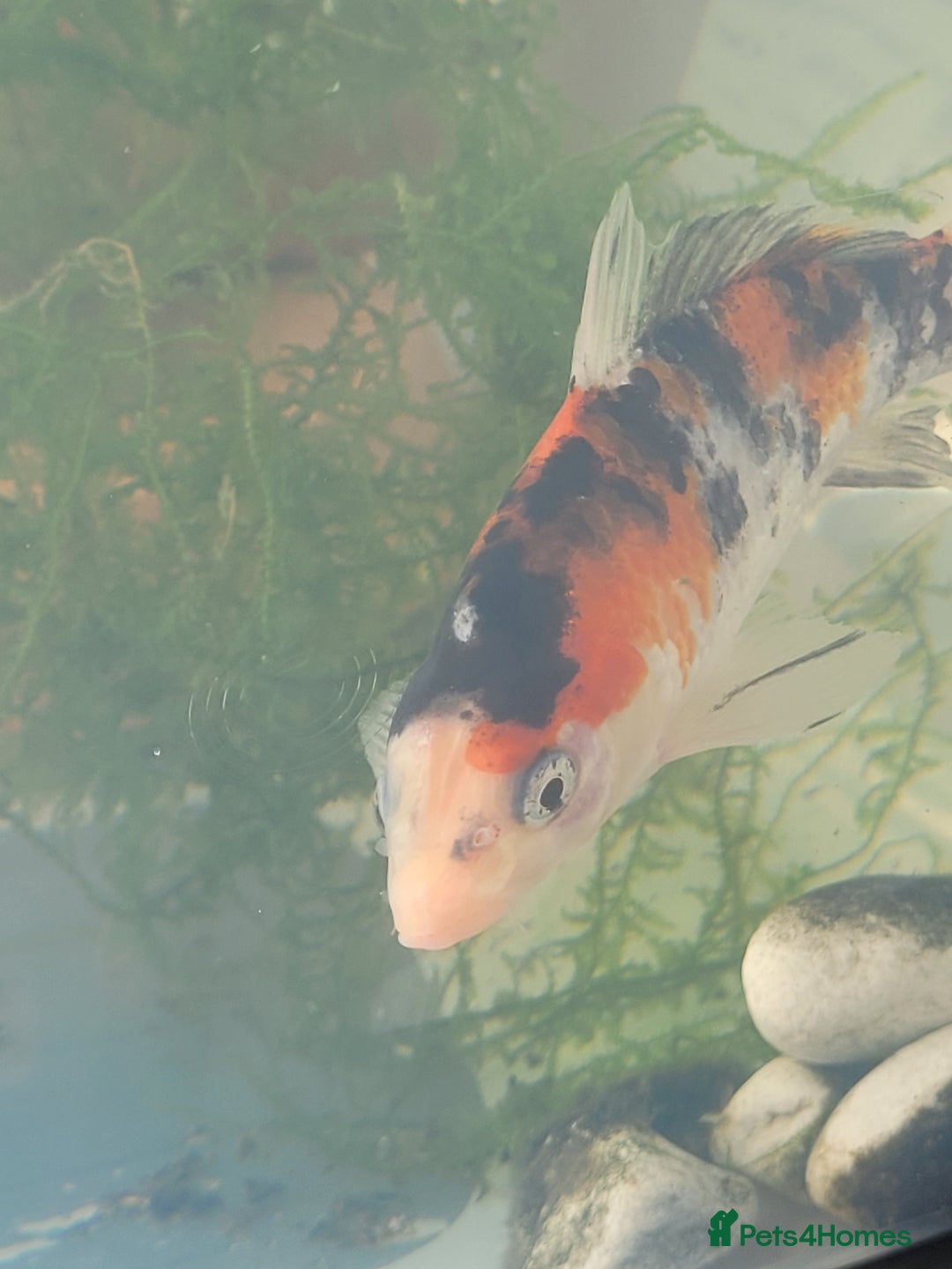 Koi Carp fish for sale: Koi Carp - Image 12