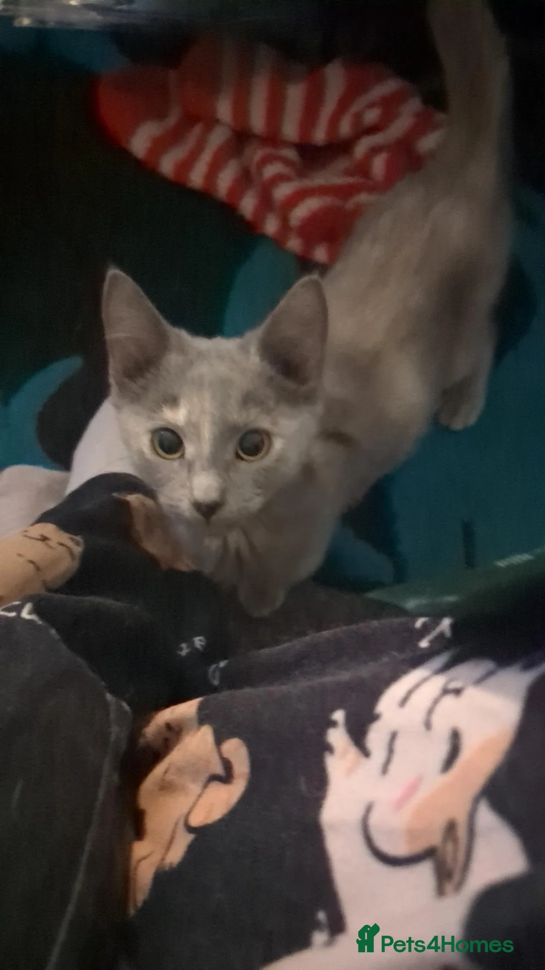 Mixed Breed cats for sale: Beautiful grey tri colour kitten girls - Advert 14