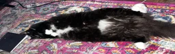 Mixed Breed cats for adoption: Floki, willow and Gus  - Advert 7
