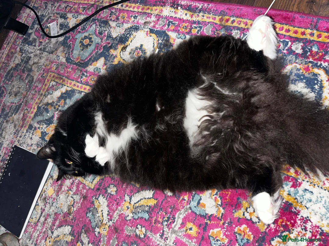 Mixed Breed cats for adoption: Floki, willow and Gus  - Advert 7