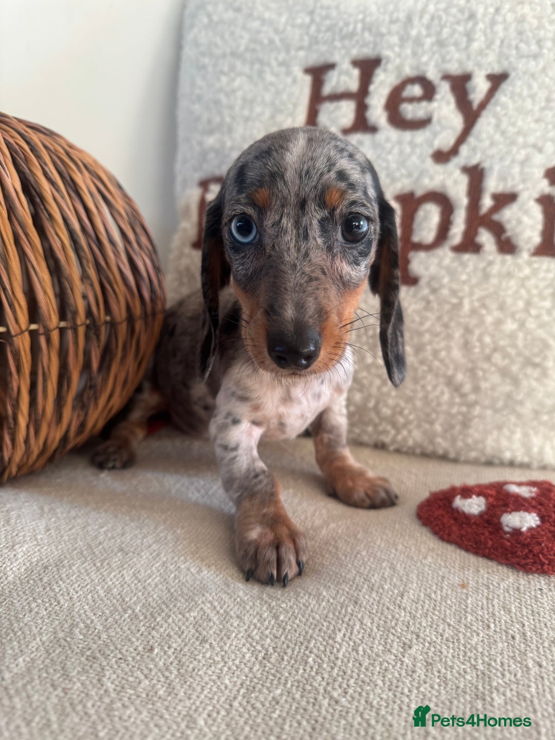 Miniature Dachshund dogs for sale: Miniature smooth dachshund puppies ready now - Image 12