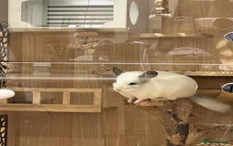 Chinchilla rodents for sale: Cute white chinchilla with mansion - Image 2
