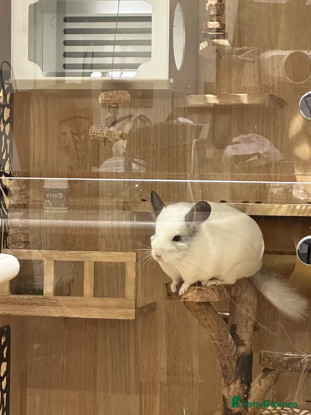 Chinchilla rodents for sale: Cute white chinchilla with mansion - Image 2