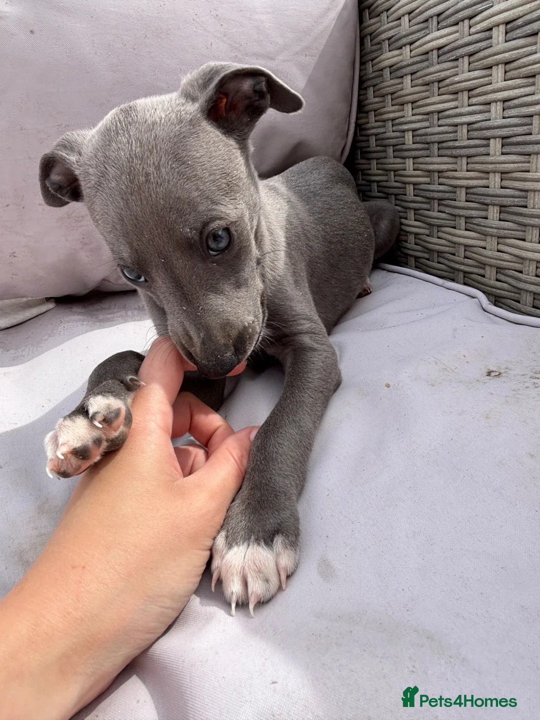 Whippet dogs for sale: Blue Whippet Pup  - Advert 8