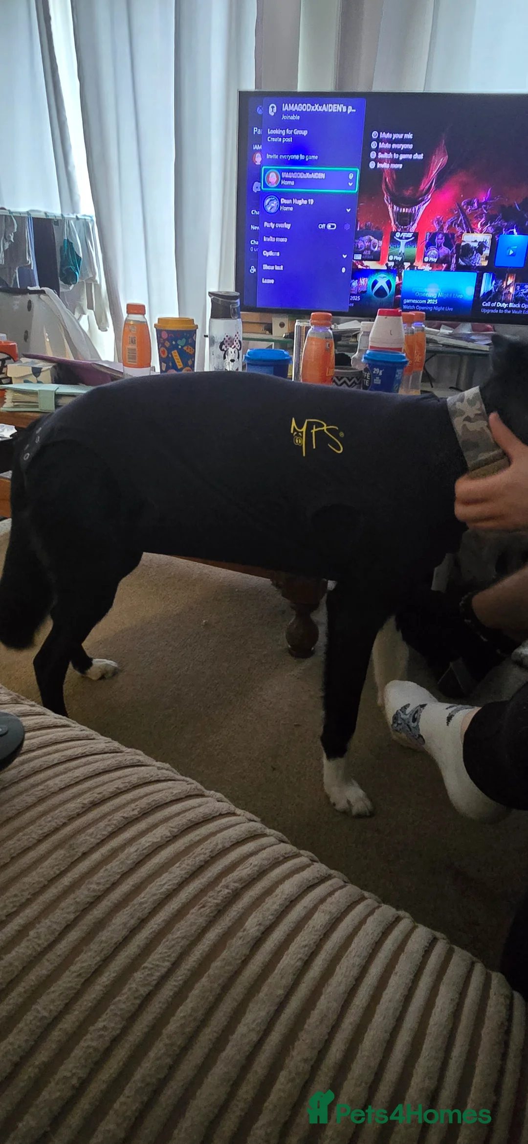 Mixed Breed dogs for sale: Re homing  - Advert 2