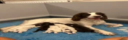 Sprocker dogs for sale: F1 Sprocker Puppies - Working or Active Pet Homes - Advert 7