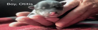 Pomsky 7