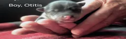 Pomsky dogs for sale: Micro F4 blue pomsky pup's  - Advert 2