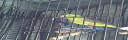 Parrots birds for sale: Parrotlet in Wakefield - Advert 8