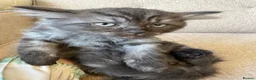 Persian cats for sale: Stunning Persian x Ragdoll kittens Ready for Homes in Watford - Advert 23