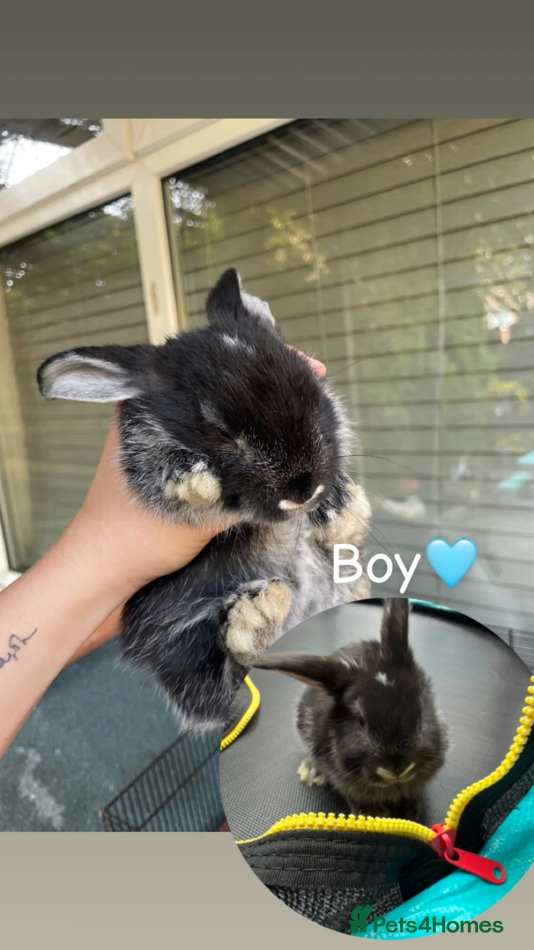 Mini Lop rabbits for sale: 6 mini lops for sale  - Advert 9