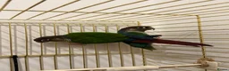 Conures birds for sale: Green cheek conure and Turquoise green cheek parak in Dewsbury - Advert 4