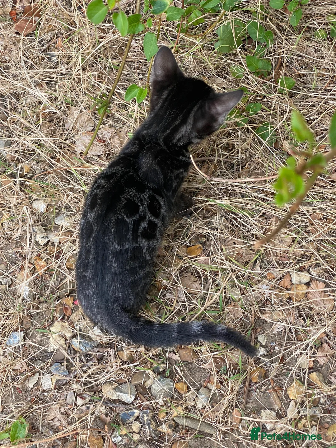 Bengal cats for sale: Girl and Boy Pedigree Bengal Kittens ready now - Advert 21