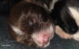 Sprocker dogs for sale: Spaniel Puppies  - Image 9