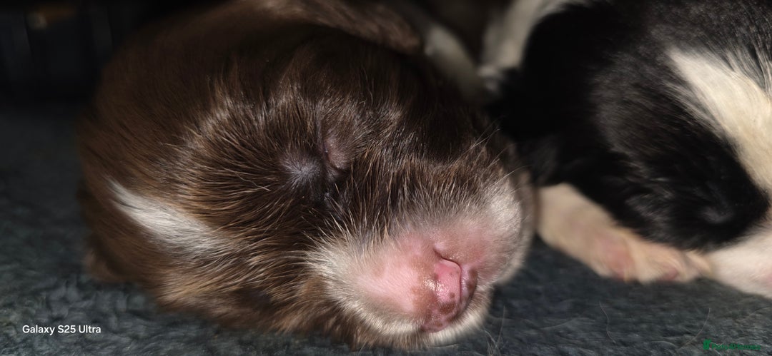 Sprocker dogs for sale: Spaniel Puppies  - Image 9