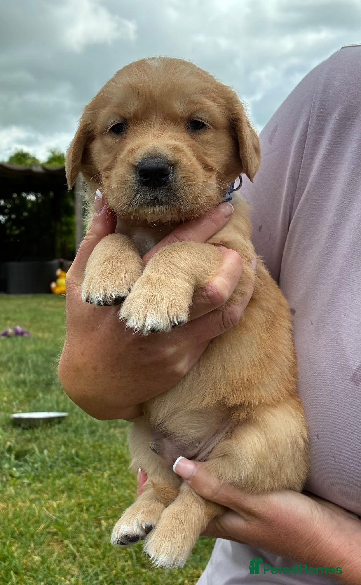 Golden Retriever dogs for sale: Stunning kc golden retriever puppies 🐶  in Ashford - Advert 17