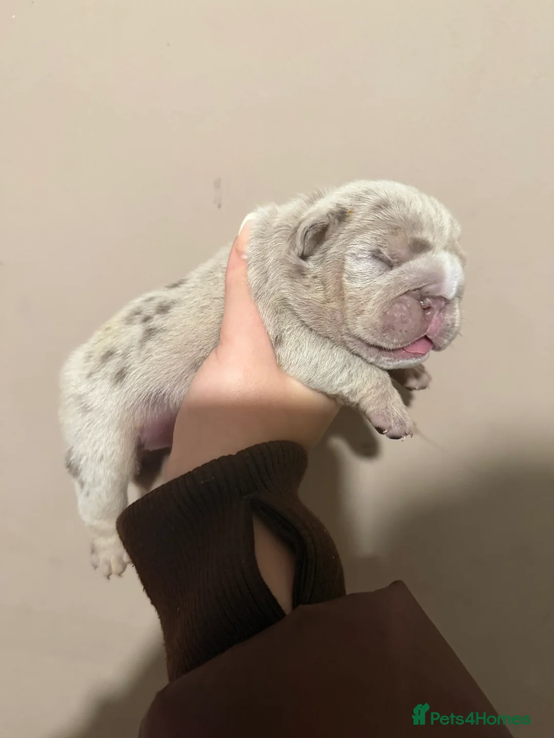 English Bulldog dogs for sale: ENGLISH BULLDOG PUPs FOR SALE🖤 - Advert 4