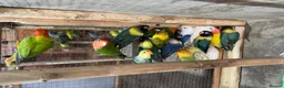 Mixed Breed birds for sale: Different birds for sale  - Advert 13