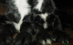 Cocker Spaniel dogs for sale: Quality KC Show type Cocker spaniels - Image 5