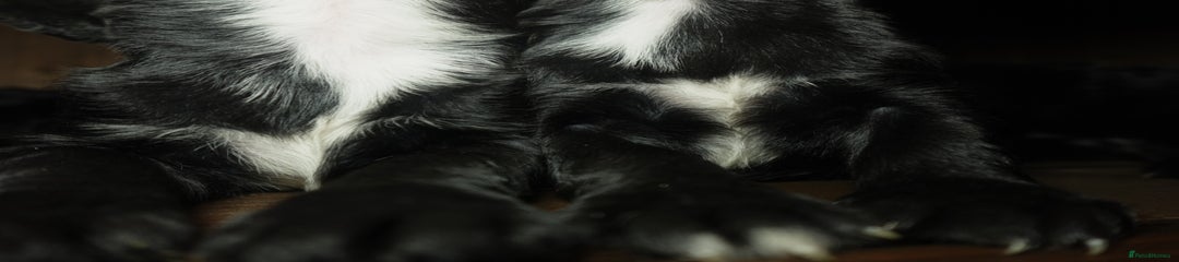 Cocker Spaniel Puppy 1