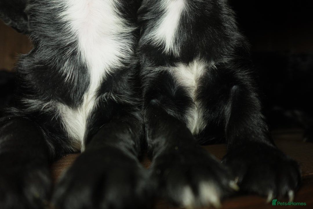 Cocker Spaniel dogs for sale: Quality KC Show type Cocker spaniels - Image 5