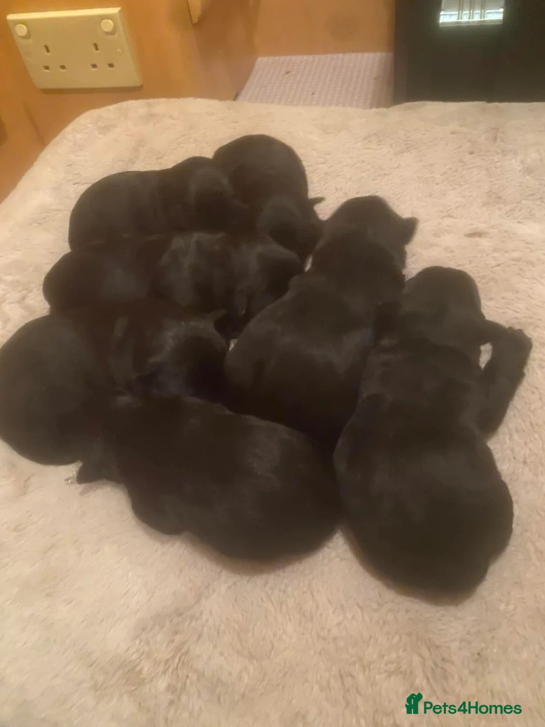 Scottish Terrier dogs for stud: Scottish Terrier For Stud  - Advert 3