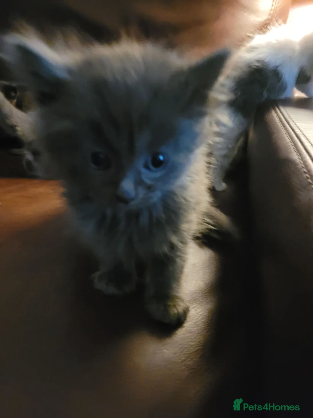 Mixed Breed cats for sale: Ragdoll maine-coon x Blue Russian kittens ready.  in Edinburgh - Advert 14