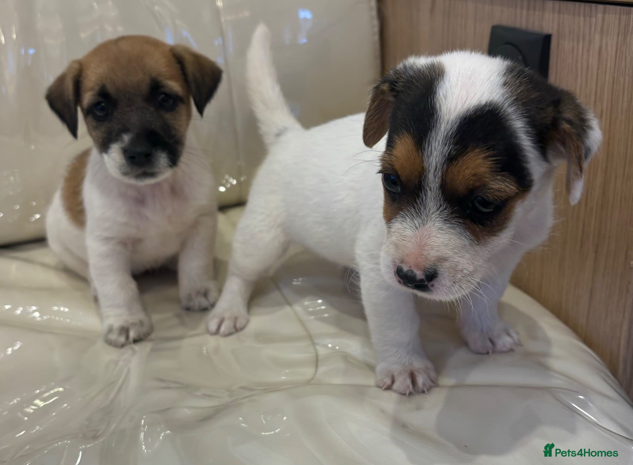 Jack Russell dogs Jack russel puppy  - Advert 2