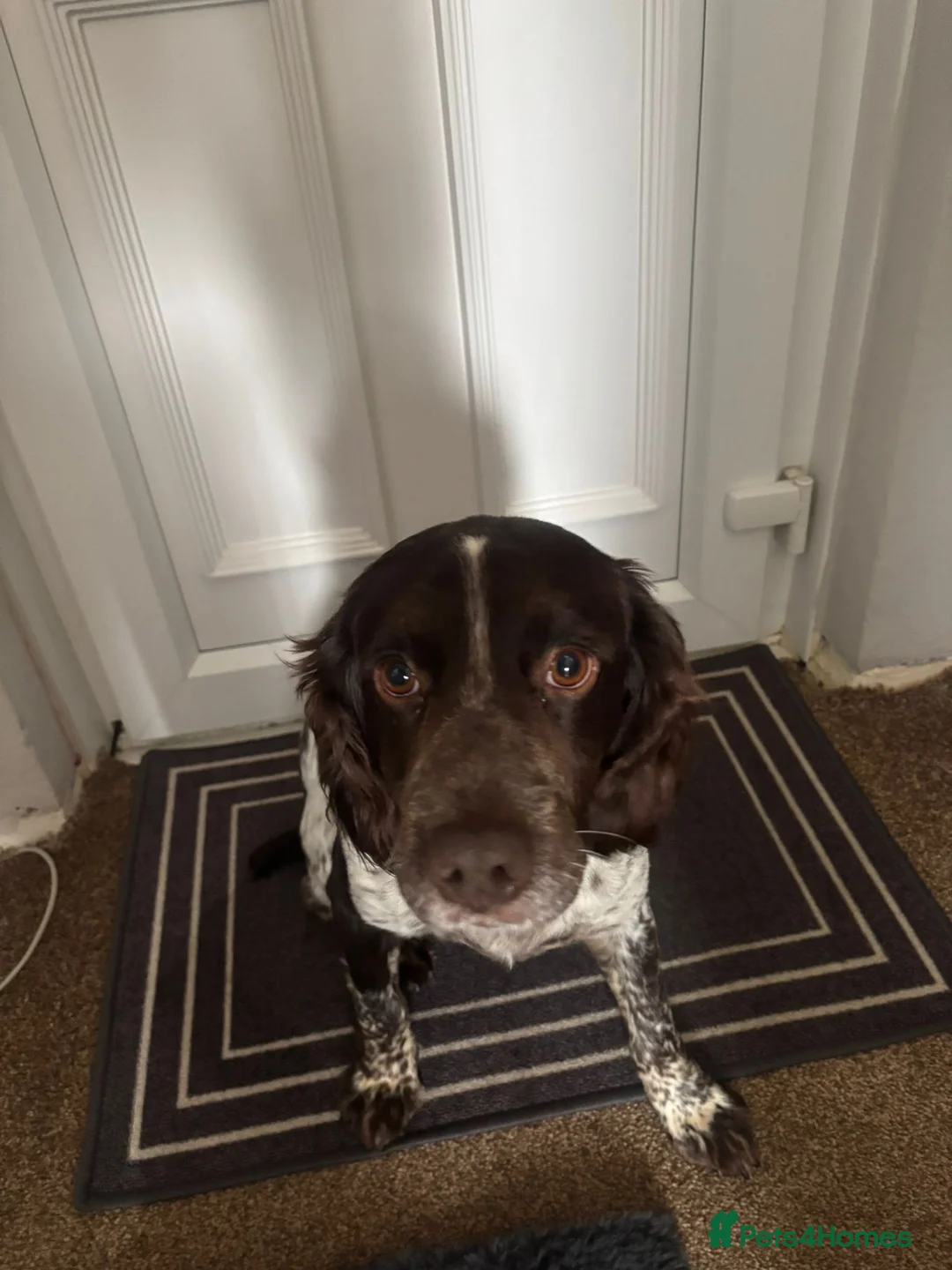 Cocker Spaniel dogs for sale: Cocker Spaniel Male - Advert 2