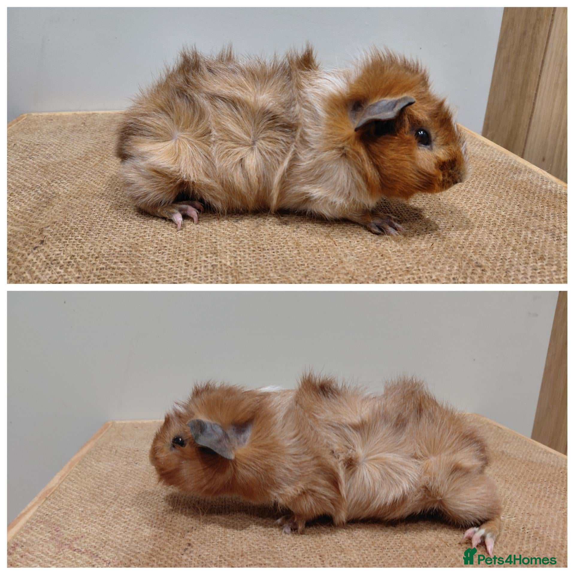 Guinea Pig rodents Baby boar guinea-pigs - Advert 1