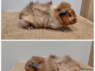 Guinea Pig rodents Baby boar guinea-pigs - Advert 1