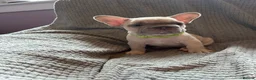French Bulldog dogs for sale: French bulldogs  - Advert 15