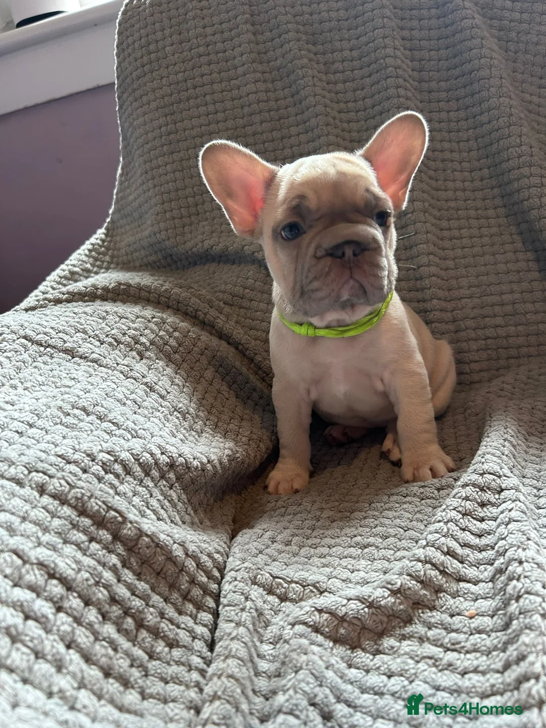 French Bulldog dogs for sale: French bulldogs  - Advert 15