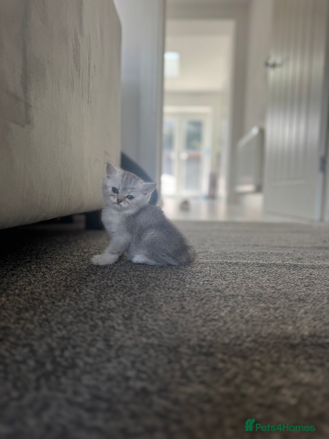 Scottish Fold cats for sale: 🐾 Beautiful Scottish Fold Kittens for Sale 🐾 - Image 15