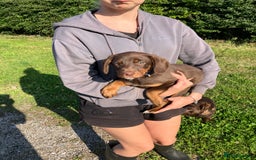 Mixed Breed dogs for sale: 3 Sprollie pups for sale - Image 7