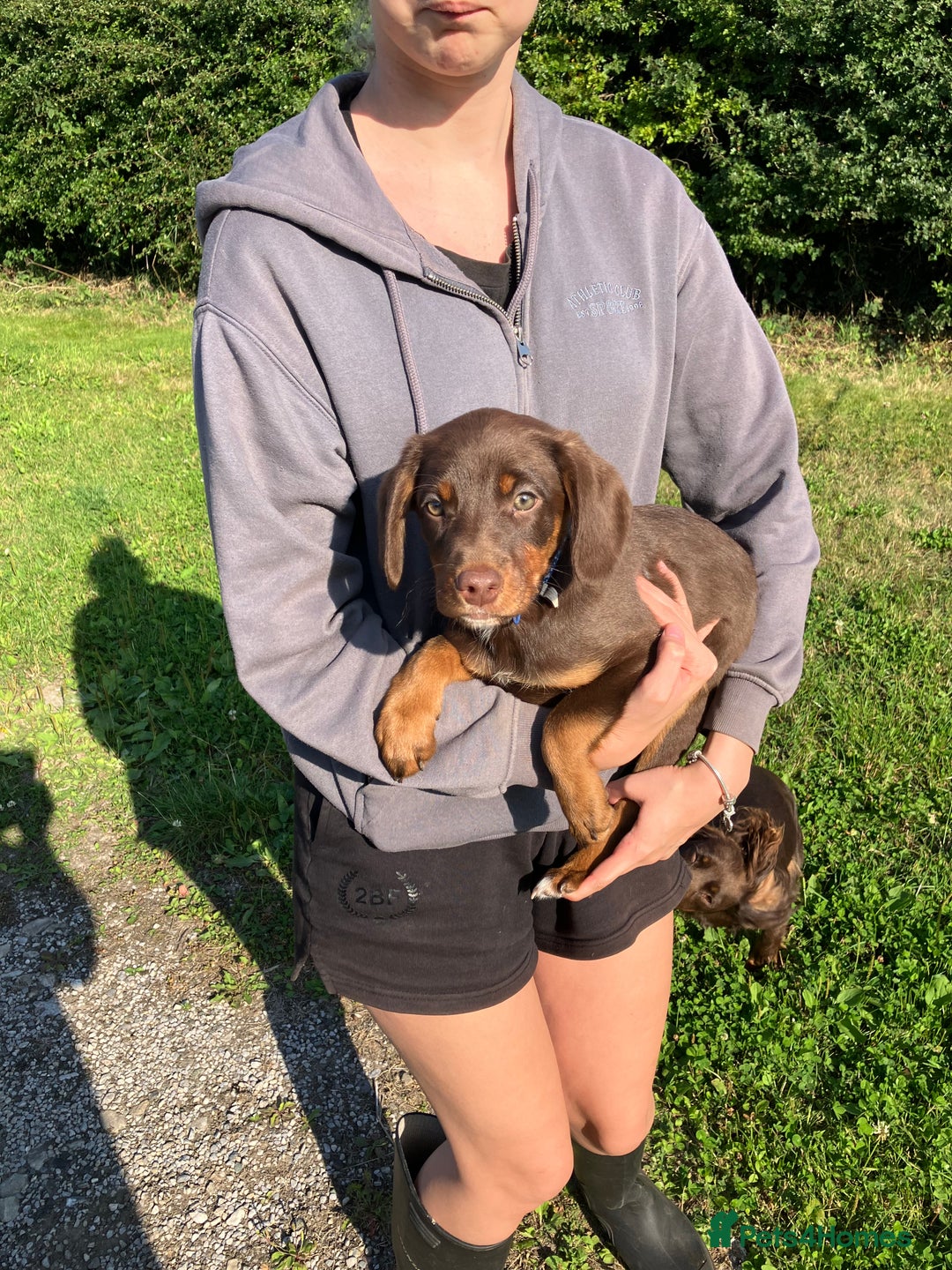 Mixed Breed dogs for sale: 3 Sprollie pups for sale - Image 7
