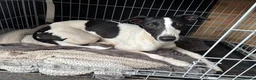 Whippet dogs for sale: Lovely whippet girl for sale.  - Advert 4