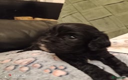 Cavapoo dogs for sale: A stunning litter of cavapoo beautiful costs  - Image 2