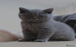 British Shorthair cats for sale: Full Pedigree Cream & Blue BSH Kittens READY - Image 6