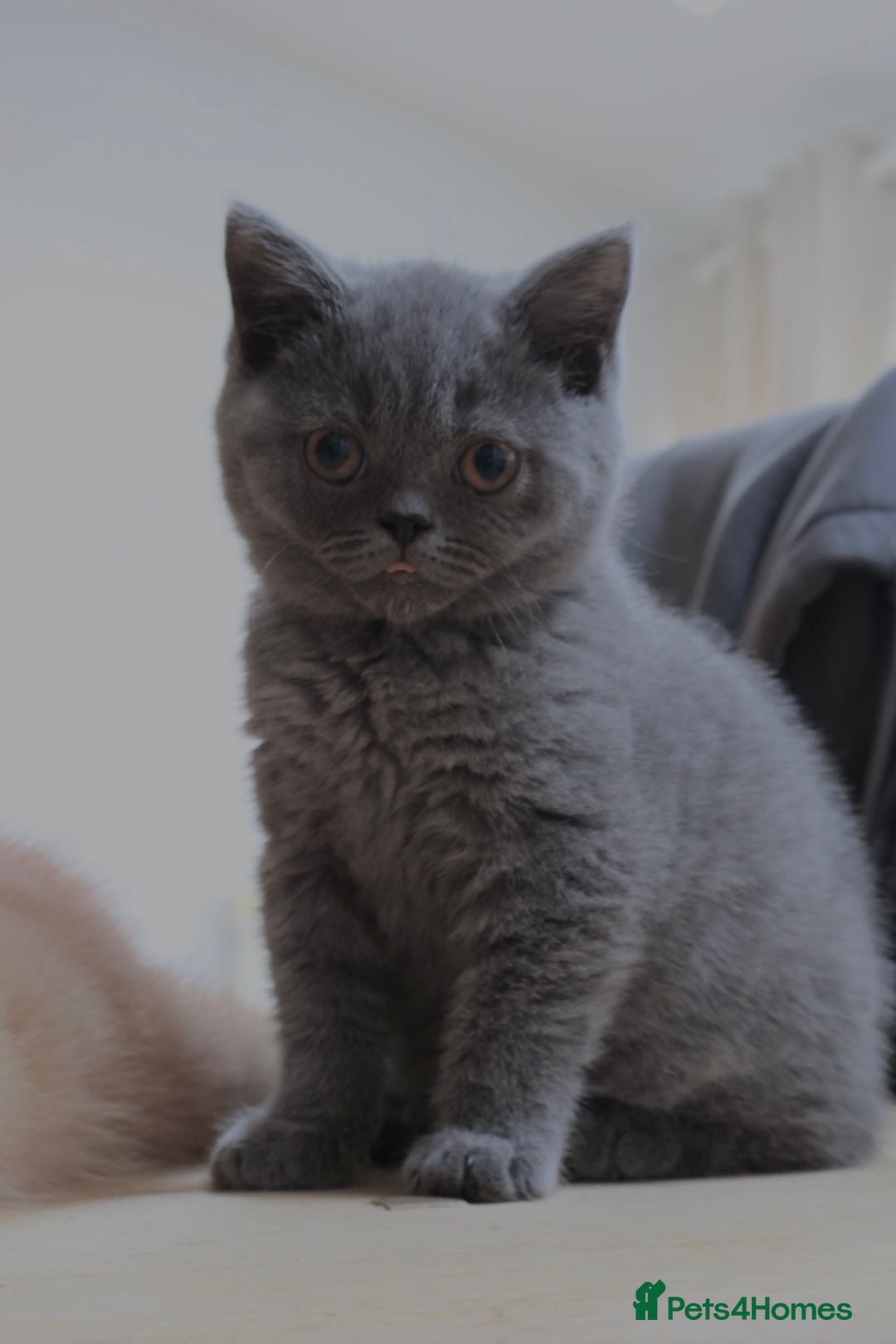 British Shorthair cats for sale: Full Pedigree Cream & Blue BSH Kittens READY - Image 6