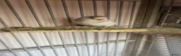 Budgerigars birds for sale: Male and female budgies - Advert 3