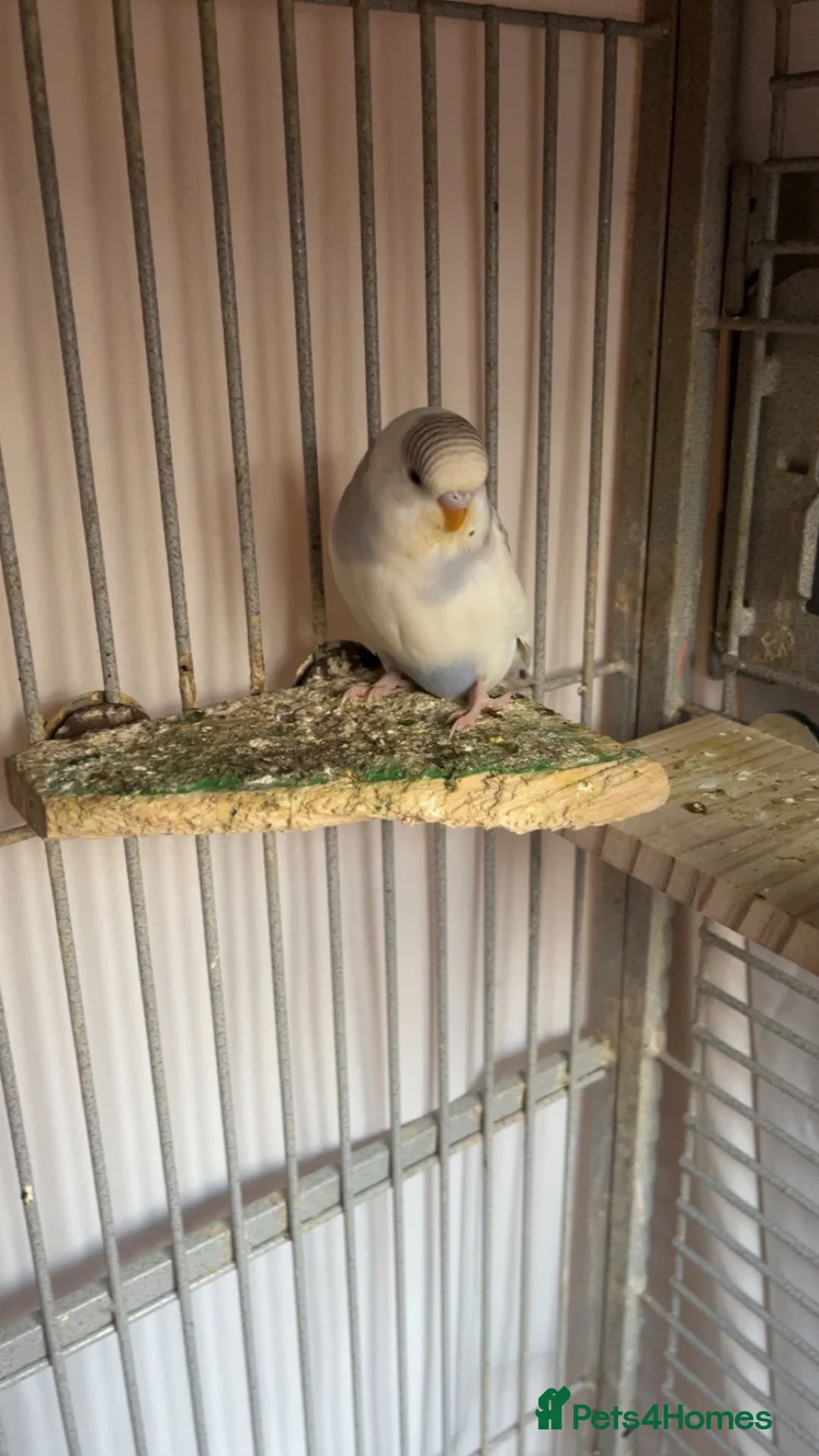 Budgerigars birds for sale: Male and female budgies - Advert 3