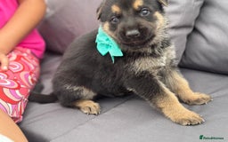 German Shepherd dogs for sale: Short coat straight back German Shepard  in Wolverhampton - Image 15