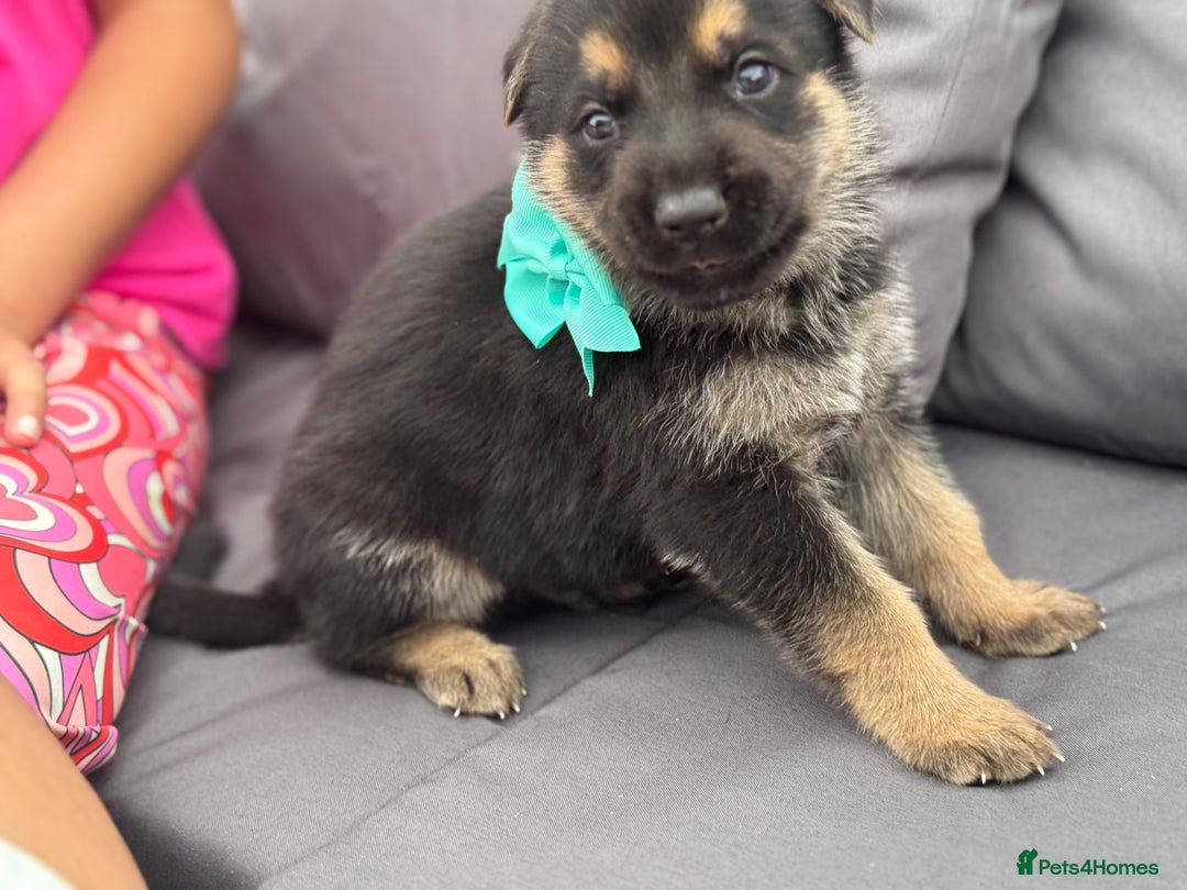 German Shepherd dogs for sale: Short coat straight back German Shepard  in Wolverhampton - Image 15