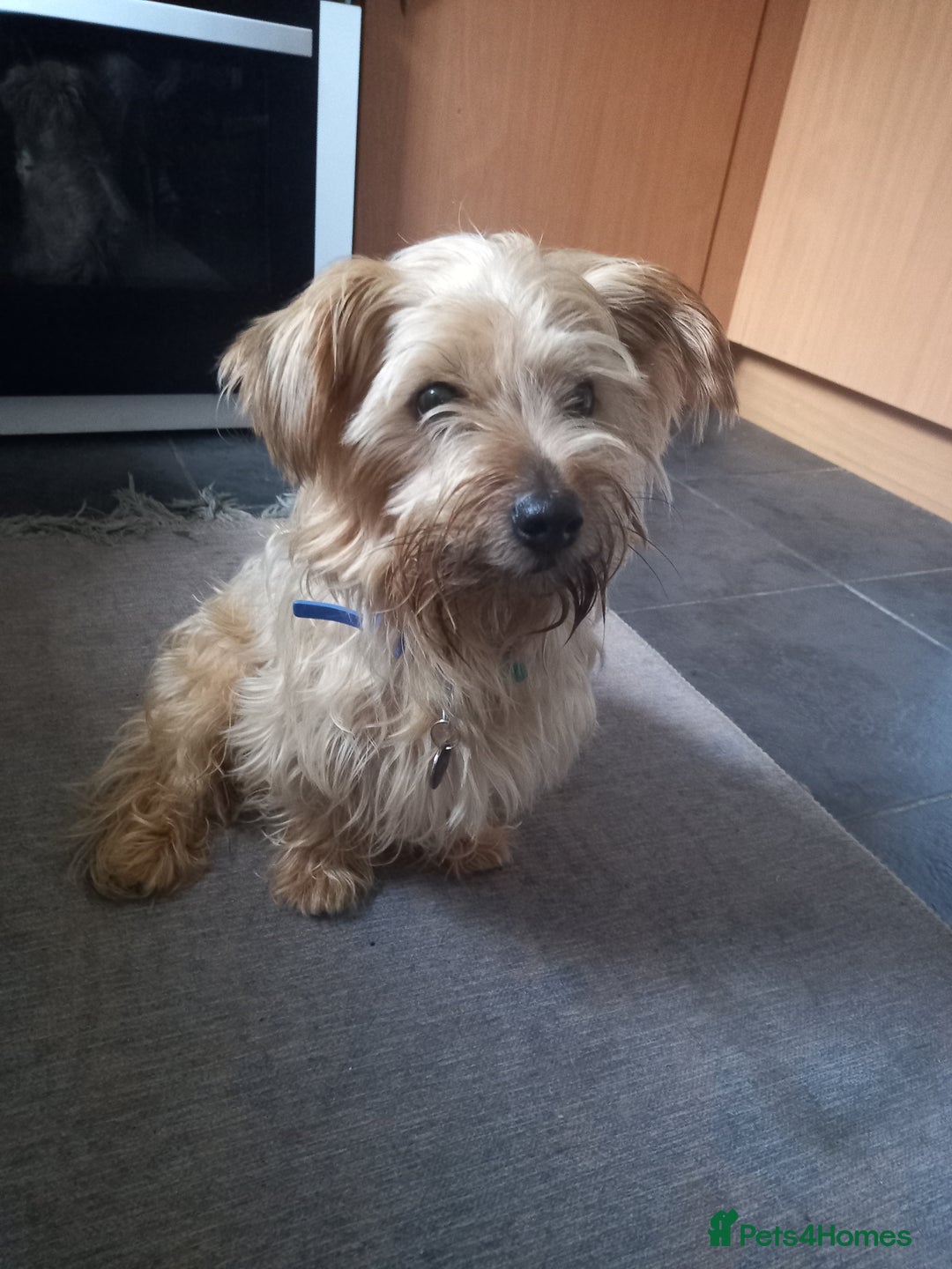 Mixed Breed dogs for sale: Mature male chorkie - Advert 3