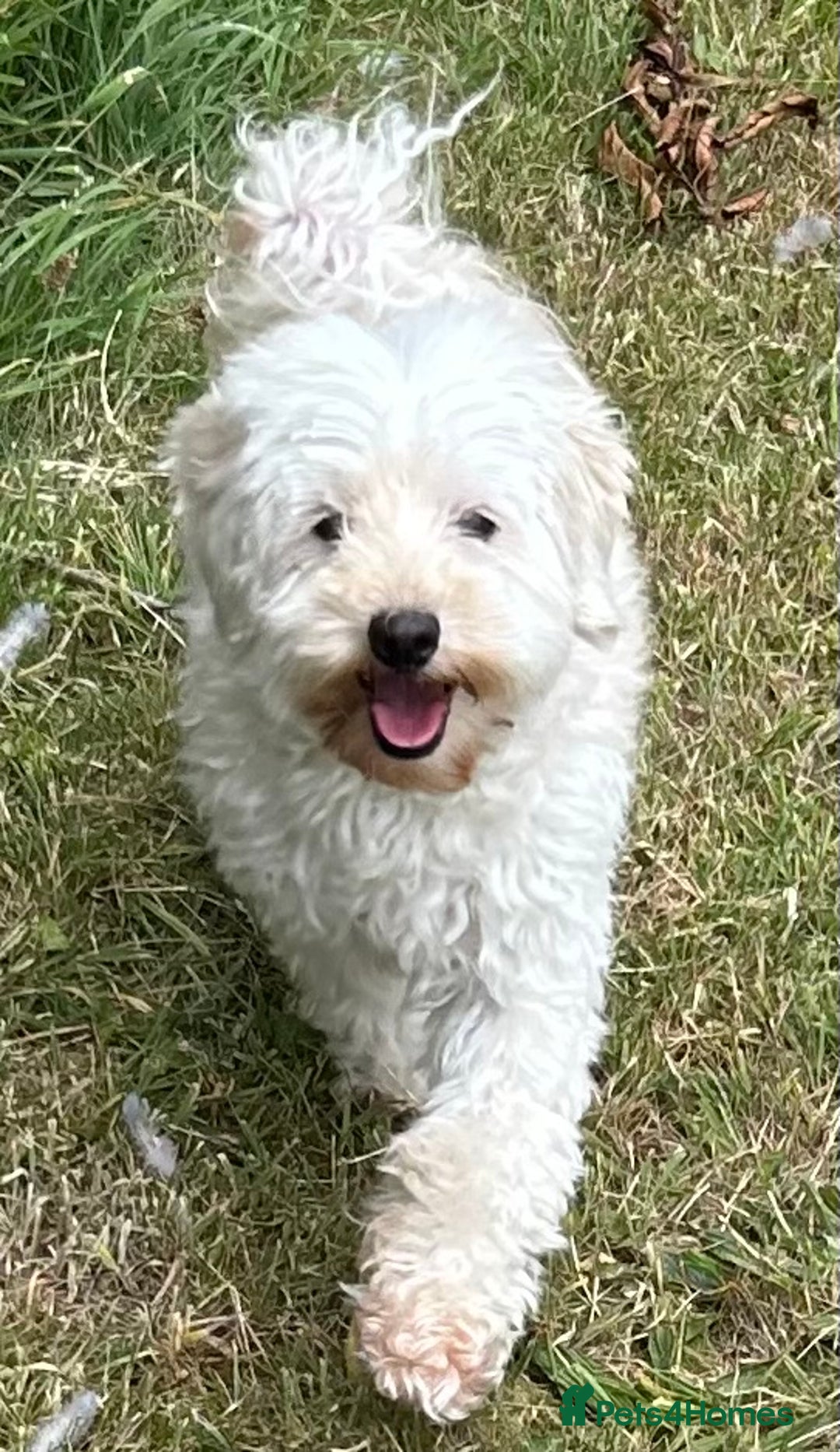Maltipoo dogs for sale: Two cuddly little maltipoo boys - Image 12