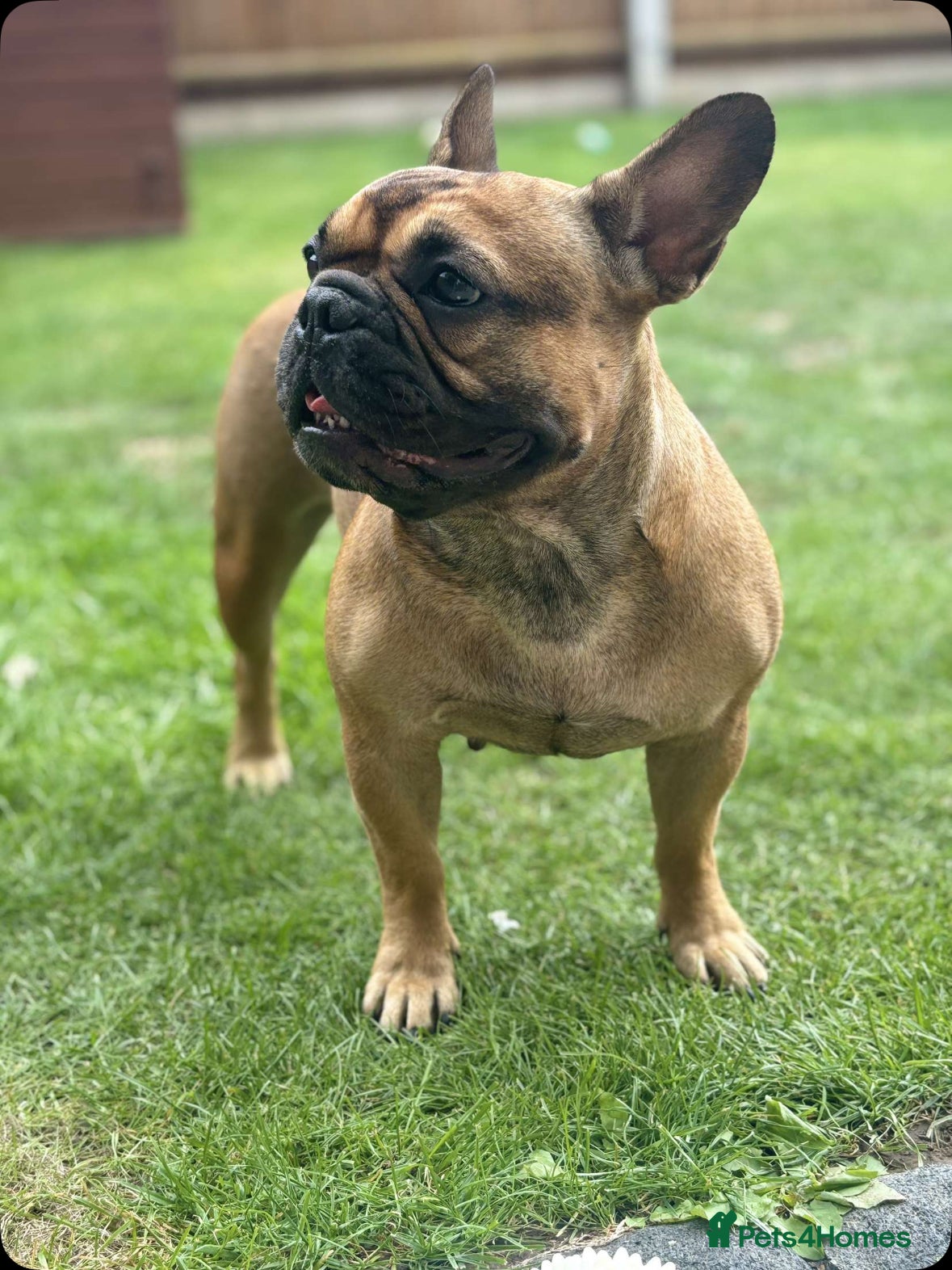 French Bulldog dogs 7 French Bulldog puppies  - Advert 3