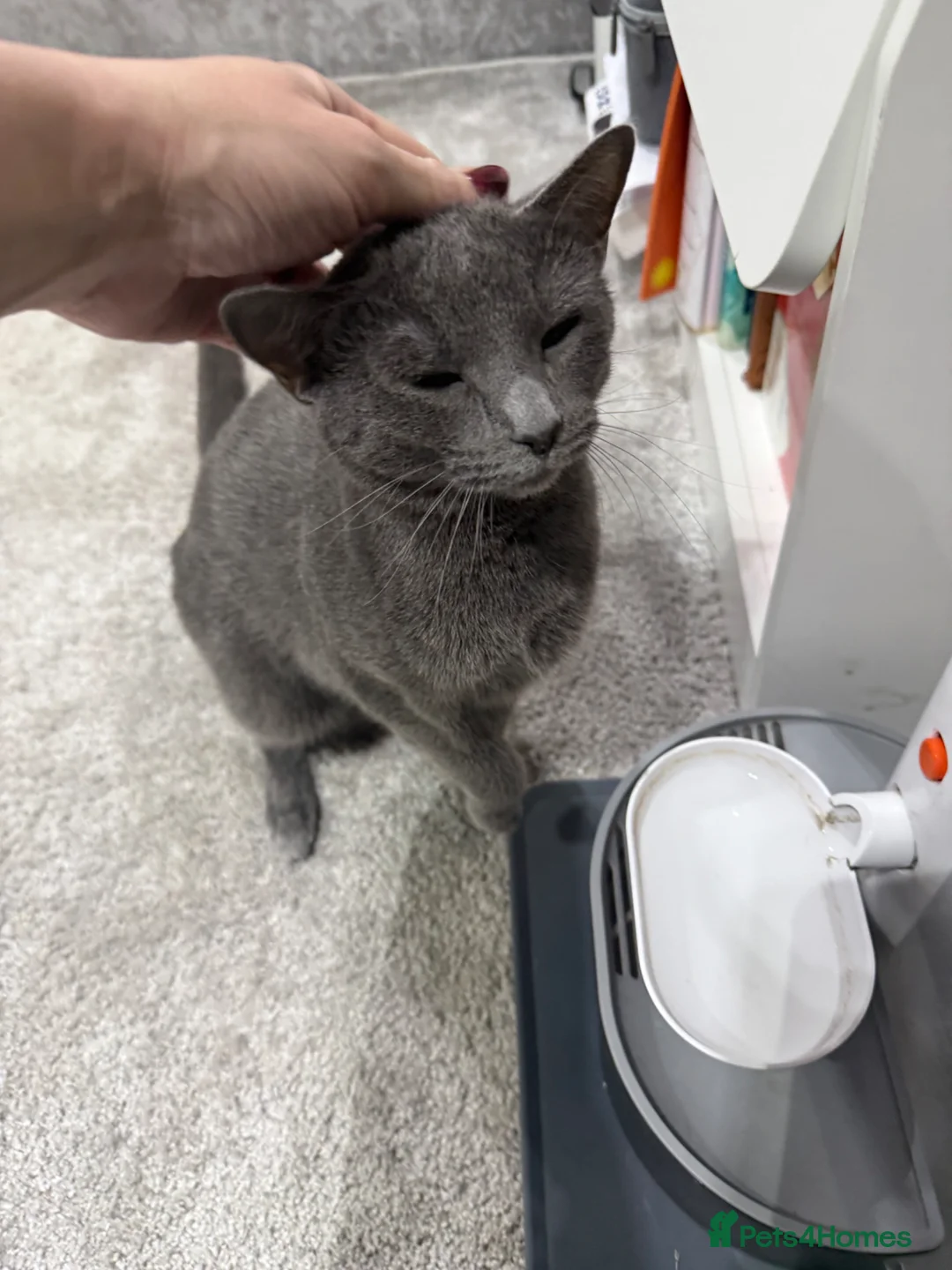 Russian Blue cats for sale: TICA Russian Blue female for sale - Advert 2