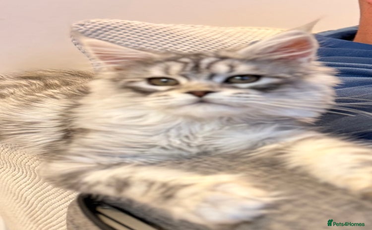 Maine Coon cats Outstanding pedigree kittens ready to leave - Advert 1