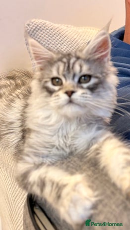Maine Coon cats Outstanding pedigree kittens ready to leave - Advert 1